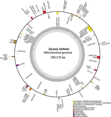 Complete mitochondrial genome assembly of Zizania latifolia and comparative genome analysis